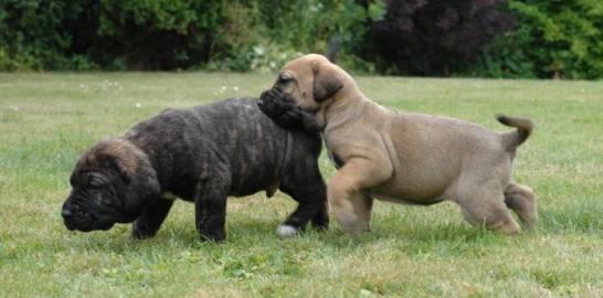 Fila Brasileiro - Zwinger Itolas bietet