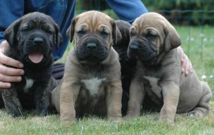 Fila Brasileiro - Zwinger Itolas bietet