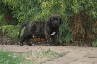 Fila Brasileiro - Zwinger Itolas bietet