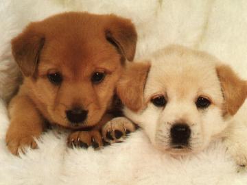 M�nnliche und weibliche yorkie Welpen