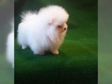 Zwergspitz Pomeranian Welpe