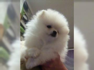 Zwergspitz Pomeranian Welpe