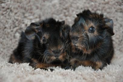 Meerschweinchen