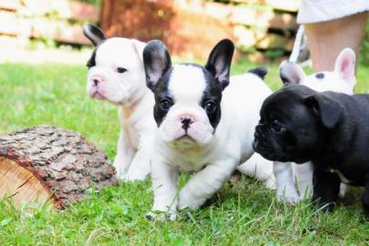 Perfekt Franz?sische Bulldoggen Welpen -