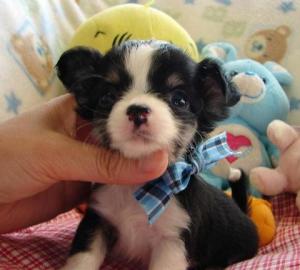Typvolle Chihuahua welpen