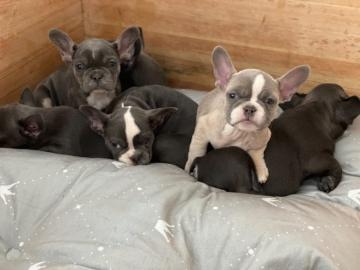 Franz?sische Bulldoggen Welpen