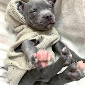 Blaue Pitbull Welpen