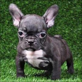 Franz�sische Bulldogge Welpen Blue /Blau