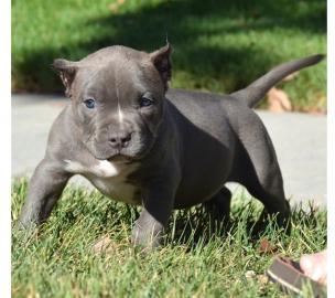 American Pitbull Terrier Blue-Line Welpe