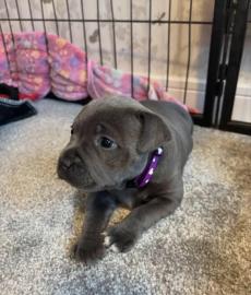 Pitbull Welpen
