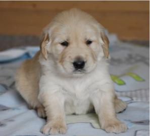 Golden Retriever Welpen f�r neues Zuhaus