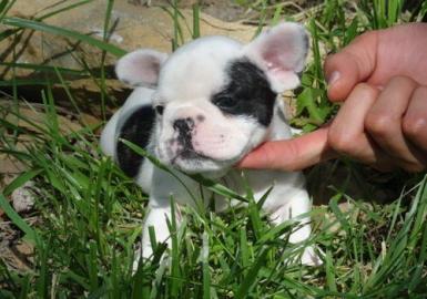 franz�sische Bulldog Welpen