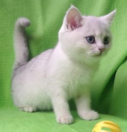 BKH Britisch Kurzhaar Kitten