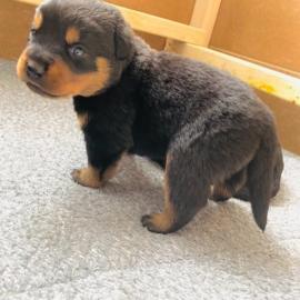 Wundersch?ner Rottweiler Welpe zu verkau