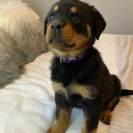 Wundersch?ner Rottweiler Welpe zu verkau