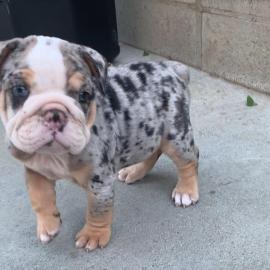 Sch?ne Englische Bulldoggenwelpen