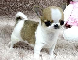 Chihuahua Welpen