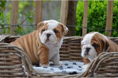 Super s��e English Bulldoggen Welpen abz