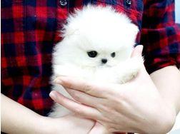 Pomeranian Mini-Spitz (m�nnlich und weib