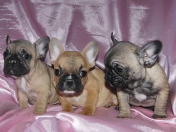 Franz�sische Bulldogge - welpen - selten
