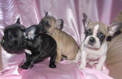 Franz�sische Bulldogge - welpen - selten