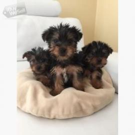 Yorkshire Terrier Welpen VDH whatsapp Nu