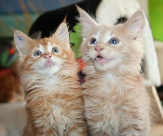 Gesunde Maine Coon Katzchen