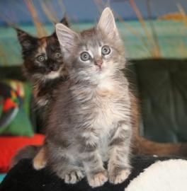 Gesunde Maine Coon Katzchen