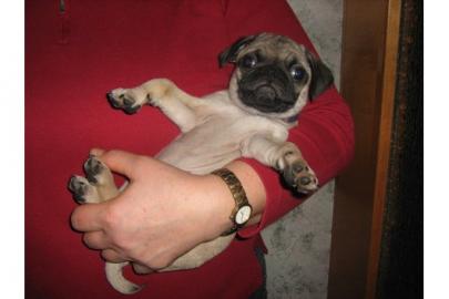MOPS WELPEN