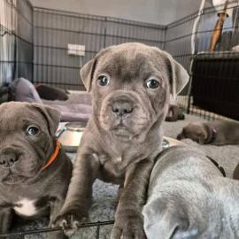 American Staffordshire Terrier Welpen Wh