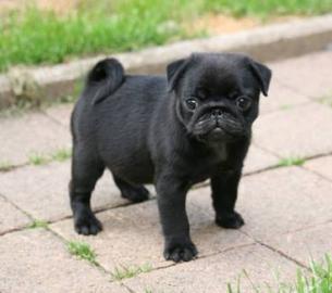Mops Welpen