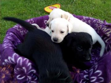 Reinrassige Labrador Babys mit Papieren