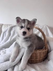 s��en Pomsky-Welpen whatsapp nummer +436