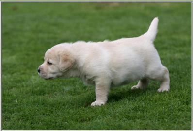 Reinrassige Labradorwelpen