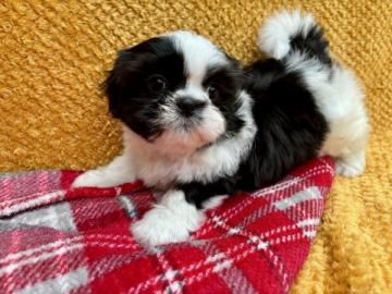 M�nnliche und weibliche Shih Tzu Welpe