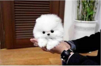 Reinrassige Pomeranian Zwergspitz . 