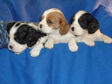 Cavalier King Charles Spaniel Welpen
