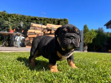 Englische Bulldogge Welpen