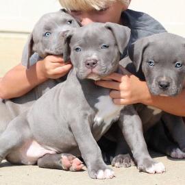 TOP American- Pitbull- Blue- Line- Welpe
