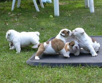 Perfekte S??e Englisch Bulldogge Welpen