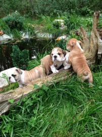 Wundersch�ne Englische Bulldogge ( 200EUR