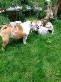 Wundersch�ne Englische Bulldogge ( 200EUR