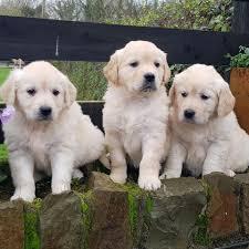 Golden Retriever Welpen zur Annahme