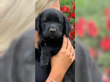 Labrador Welpen