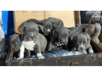 American Staffordshire Terrier Welpen