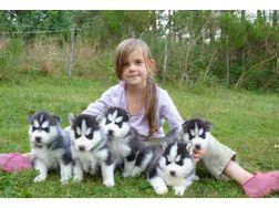 Riesen Siberian Husky Welpen (nur liebev