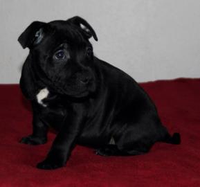 American Staffordshire Blue Line Wunders