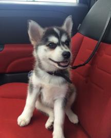 Gesunde, zu Hause aufgezogene Pomsky-Wel