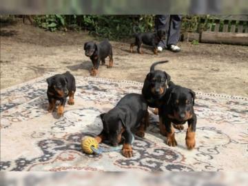 Kr�ftige und reinrassige Dobermannwelpen
