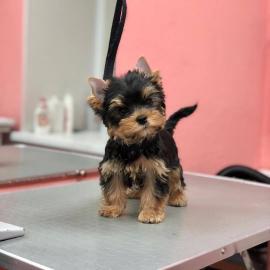 Yorkshire Terrier Welpen zu verkaufen